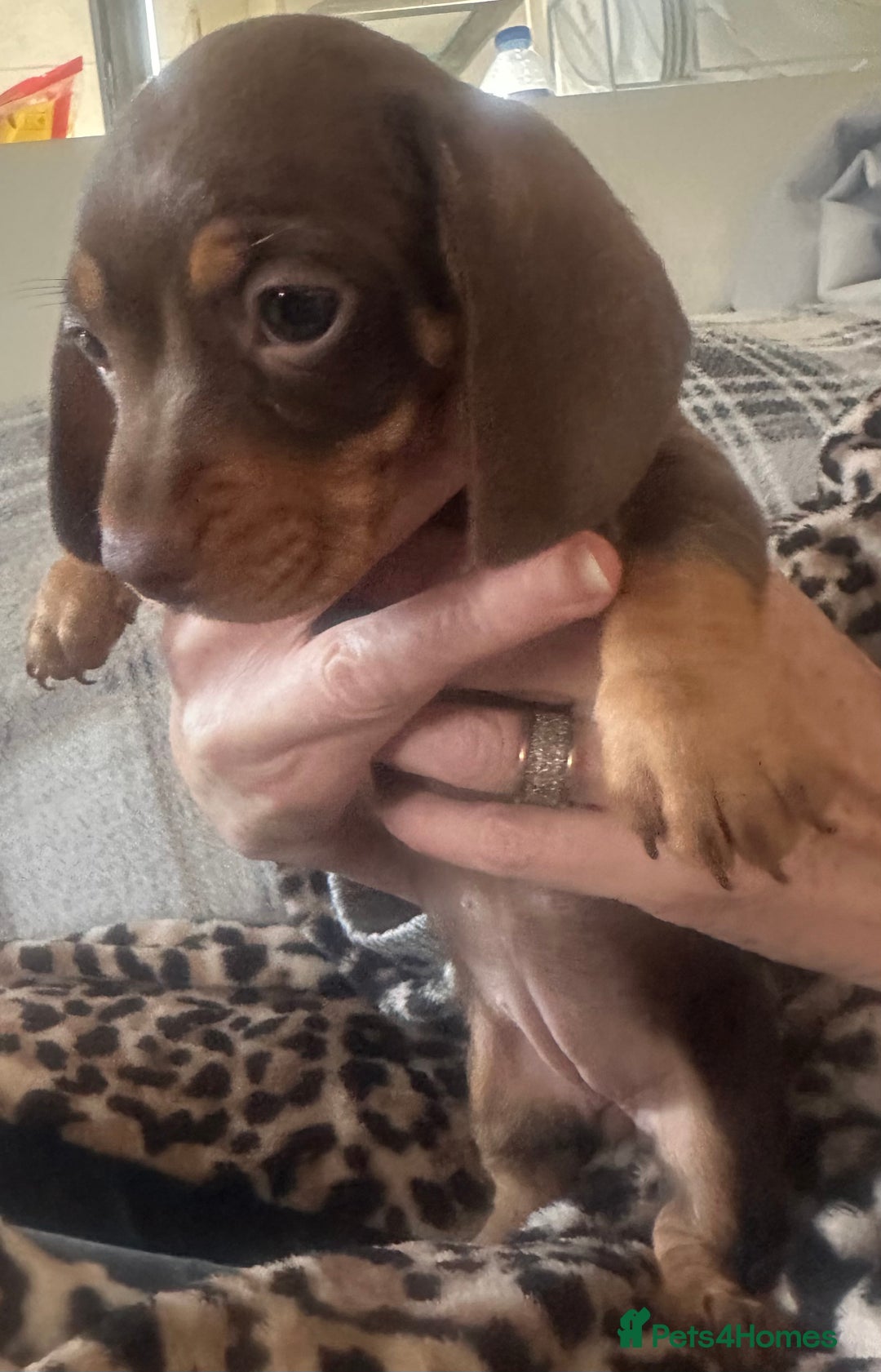 Dachshund dogs for sale: Dachshund 2 girls  - Image 2