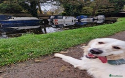 Golden Retriever dogs for sale: Dave the Retriever - Image 6