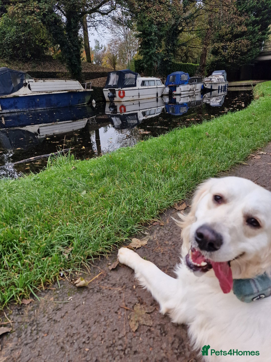 Golden Retriever dogs for sale: Dave the Retriever - Image 6