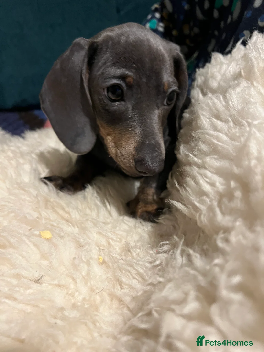 Miniature Dachshund dogs for sale: Miniature Daschund puppies - gorgeous! in Woodbridge - Advert 5