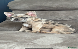French Bulldog dogs for sale: Beautiful Ellie  - Image 1