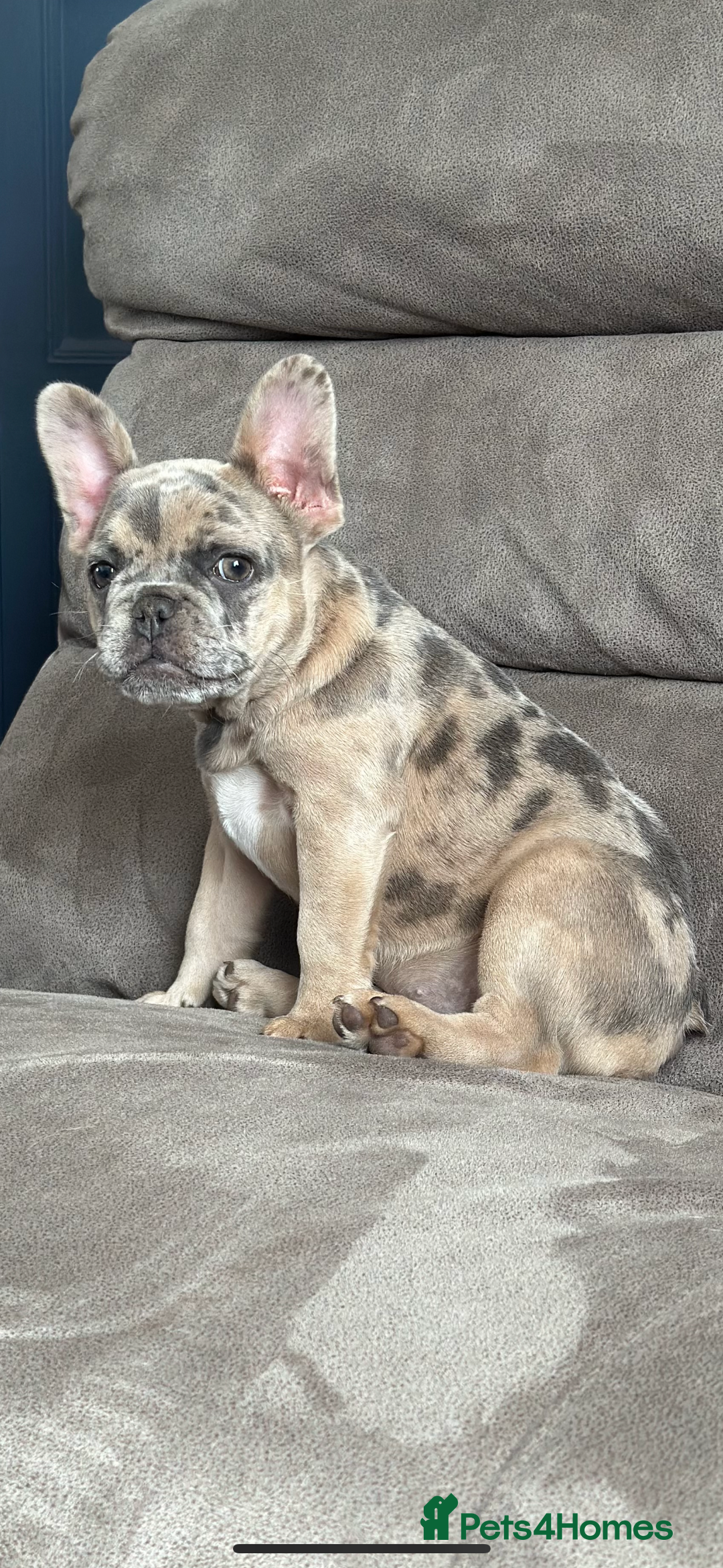 French Bulldog dogs for sale: Beautiful Ellie  - Image 1