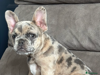 French Bulldog dogs - Advert 30