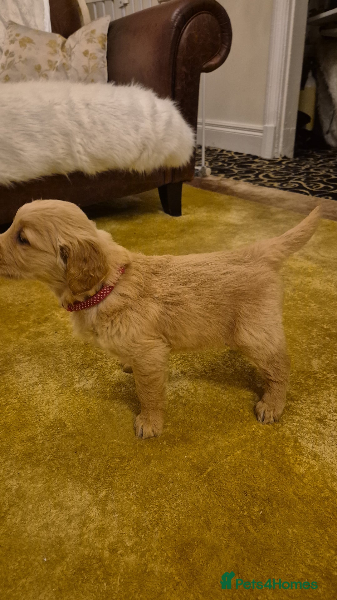 Golden Retriever dogs for sale: KC registered dark red golden retrievers - Advert 14