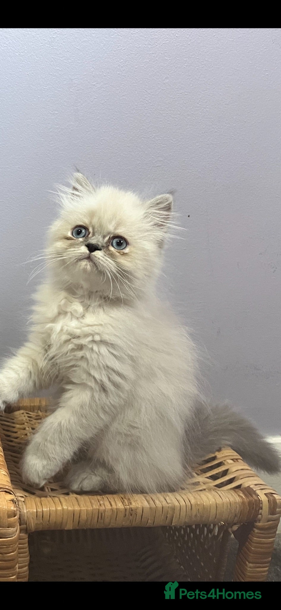 Persian cats READY NOW Fully vaccinated. 1 c/p Persian kitten  - Advert 11