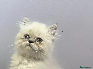 Persian cats READY NOW Fully vaccinated. 1 c/p Persian kitten - Advert 11