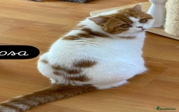 British Shorthair cats for sale: Pedigree British Shorthair  - Image 1