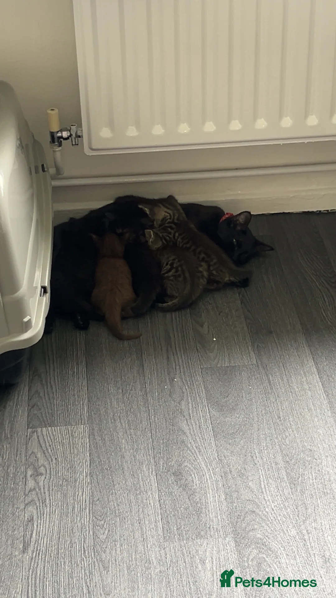 Mixed Breed cats for sale: 5 Kittens mixed breed in Dukinfield - Advert 2