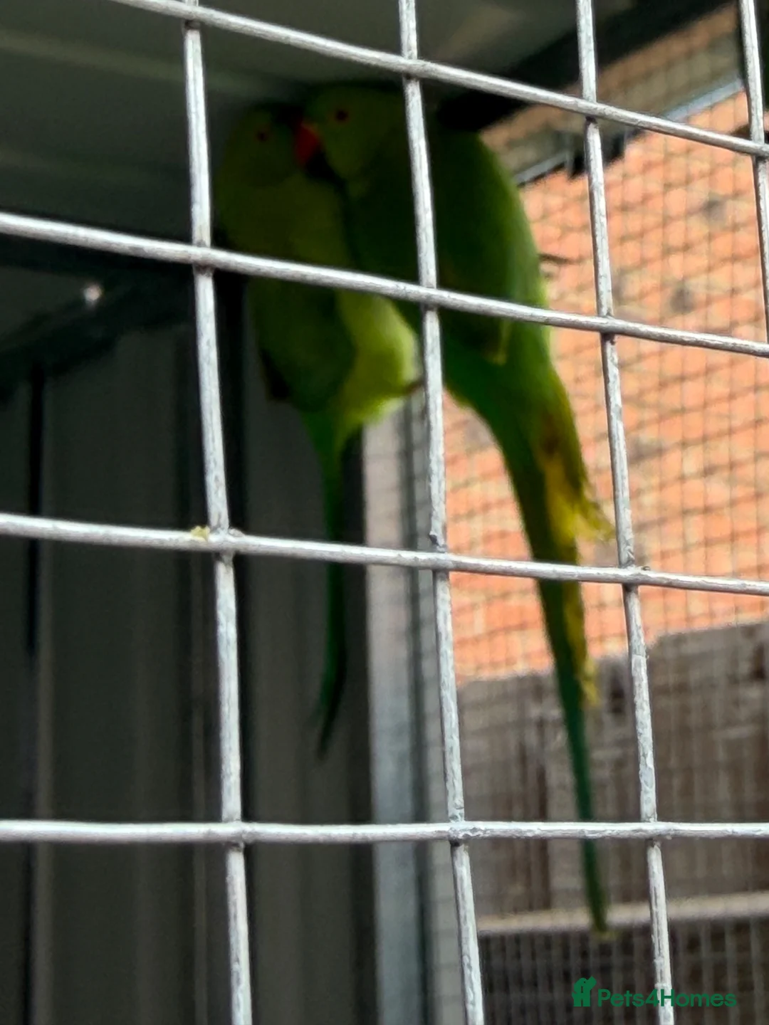 Ringnecks birds for sale: Ring necks - Advert 2
