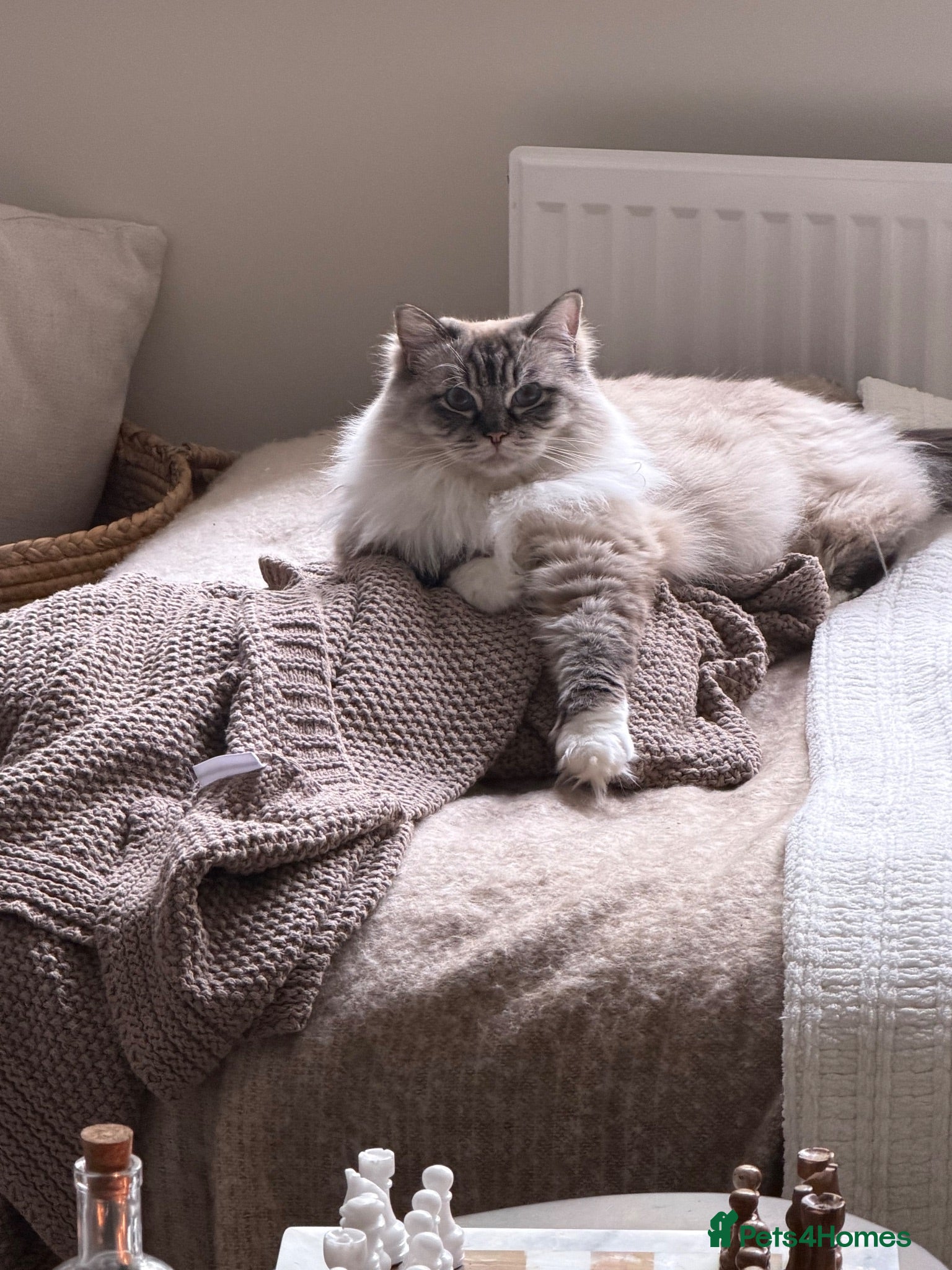 Ragdoll cats Gorgeous ragdoll girl  - Advert 3