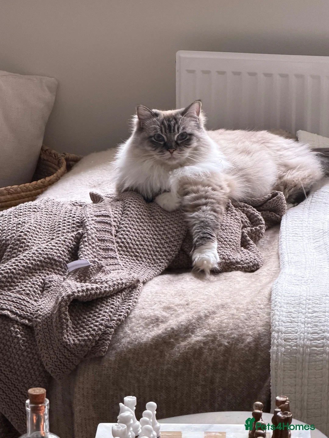 Ragdoll cats for sale: Gorgeous ragdoll girl  - Advert 1