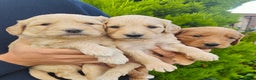 Mini Goldendoodle dogs for sale: *REDUCED* Adorable Red & Apricot Goldendoodles - Advert 24