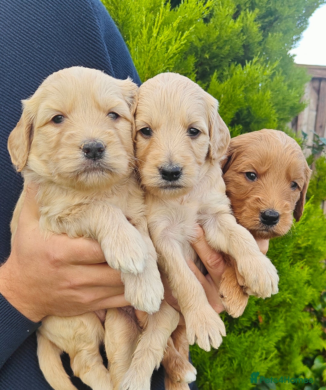 Mini Goldendoodle dogs for sale: *REDUCED* Adorable Red & Apricot Goldendoodles - Advert 24