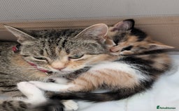 Mixed Breed cats for sale: Calico girl - Image 2