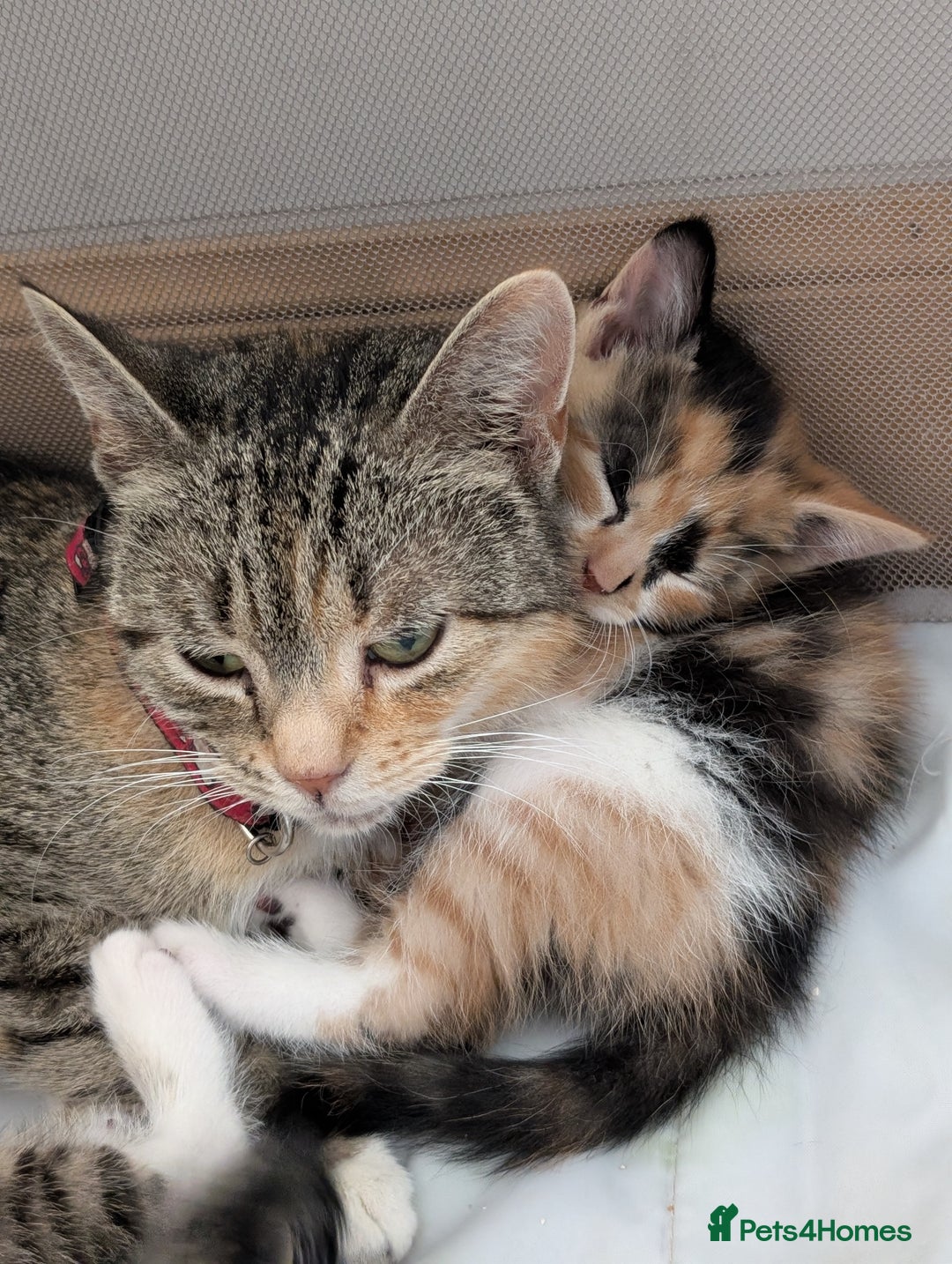 Mixed Breed cats for sale: Calico girl - Image 2