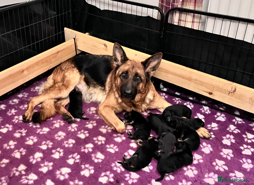 German Shepherd dogs for sale: Beautiful KC reg German Shepherd puppies for sale  - Advert 12