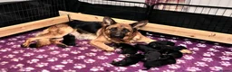 German Shepherd dogs for sale: Beautiful KC reg German Shepherd puppies for sale  - Advert 5