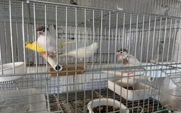 Canaries birds for sale: Canary - Image 8