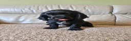 Sprocker dogs for sale: 9week old sprocker/cocker boy puppy for sale in Torquay - Advert 4