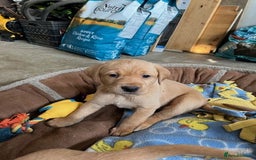 Labrador Retriever dogs for sale: Smart Labrador Retrievers For Sale - Image 2