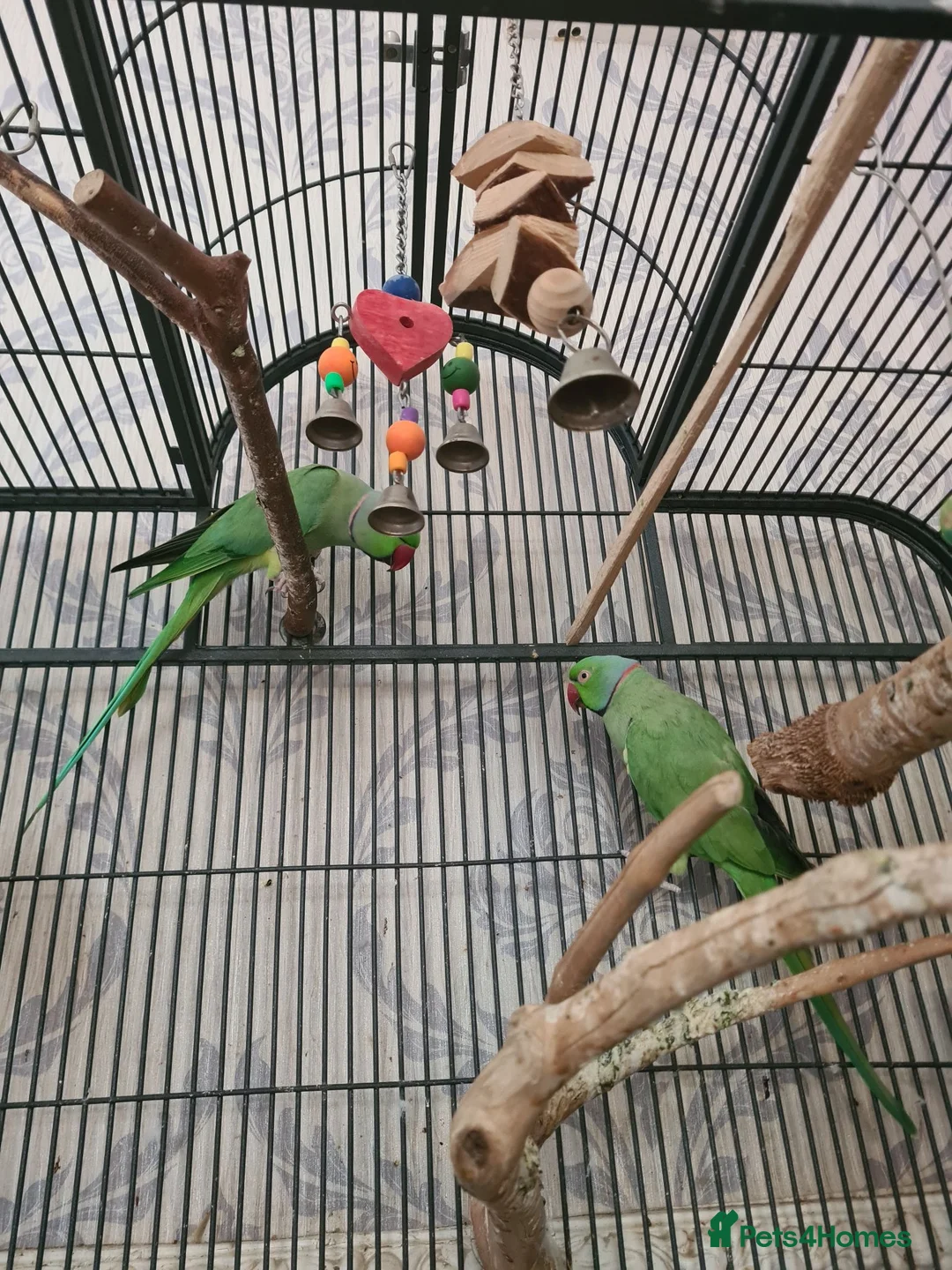Ringnecks birds for sale: ringneck parakeets (cookie and geeta)  in Wolverhampton - Advert 2