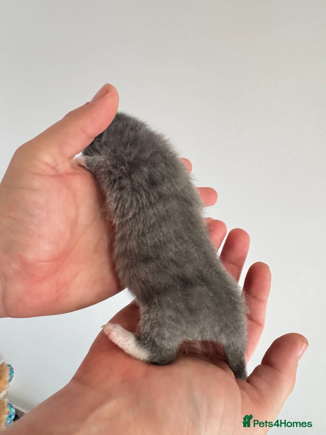 Domestic Shorthair cats for sale: Kittens - Advert 15
