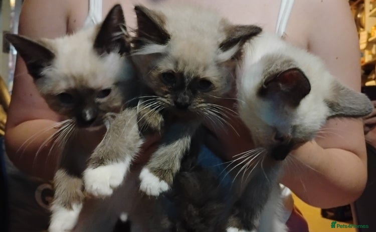 Ragdoll cats - Advert 1
