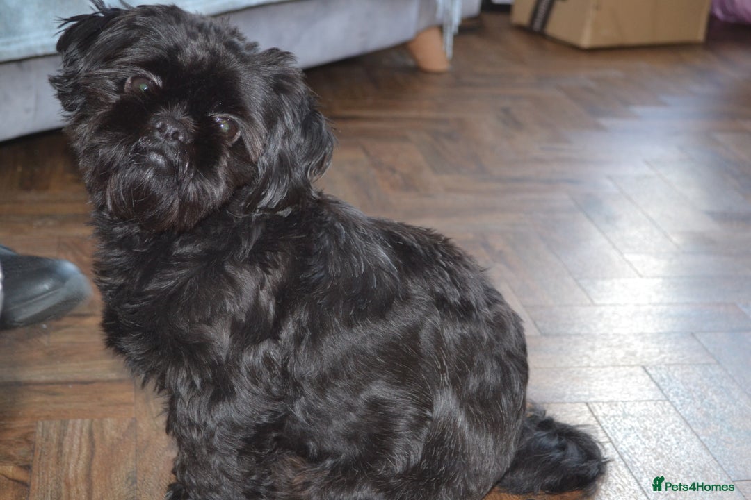 Shihpoo dogs for sale: rare black shipoos - Image 16