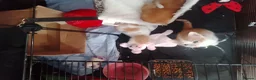 Mixed Breed cats for sale: Ginger kittens - Advert 3