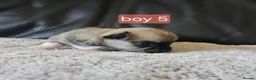Chihuahua dogs for sale: 5 chiuaua baby boys - Advert 10
