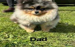 Pomeranian dogs for sale: Teddy bear Miniature Pomeranian  - Image 3