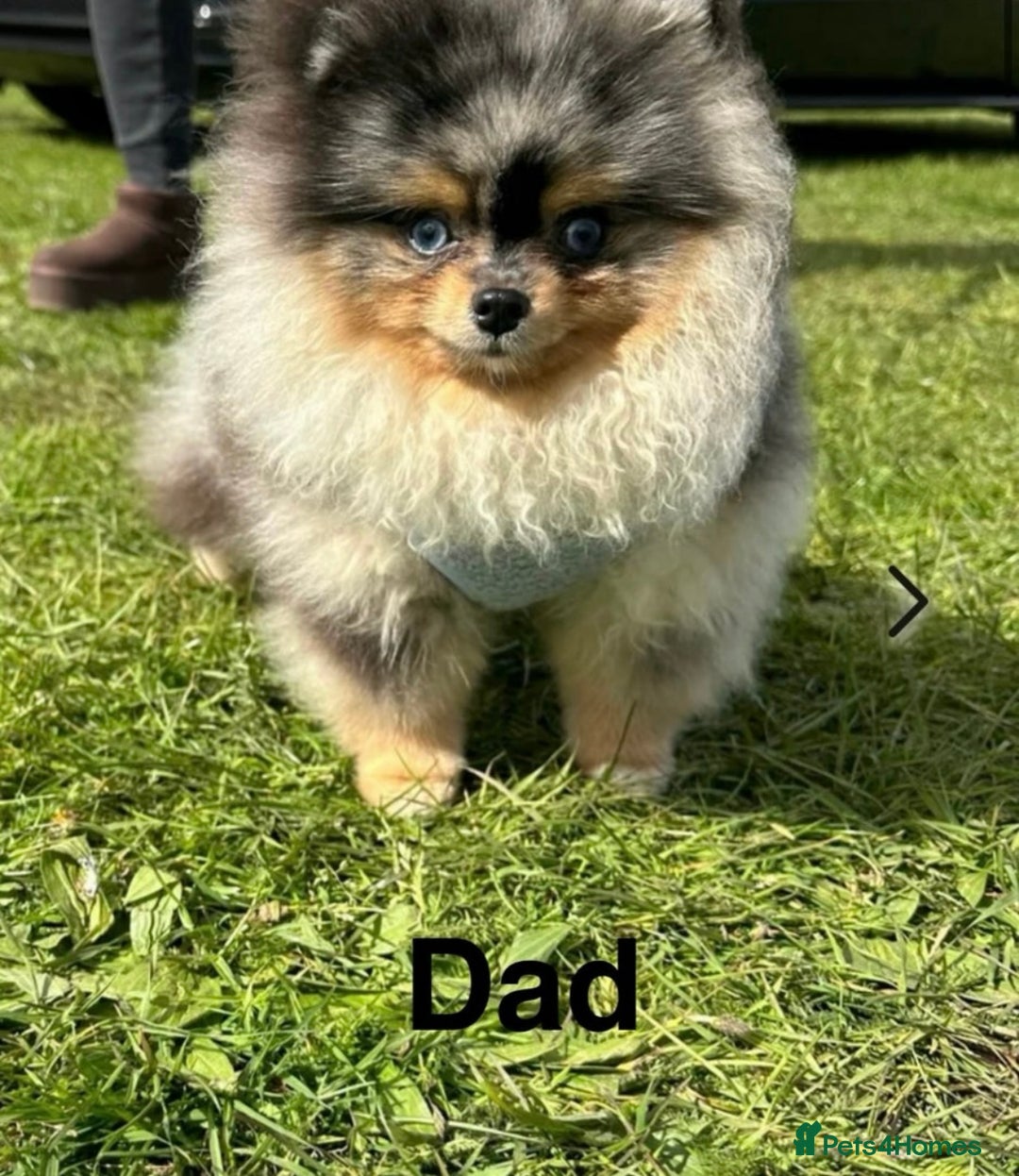 Pomeranian dogs for sale: Teddy bear Miniature Pomeranian  - Image 3