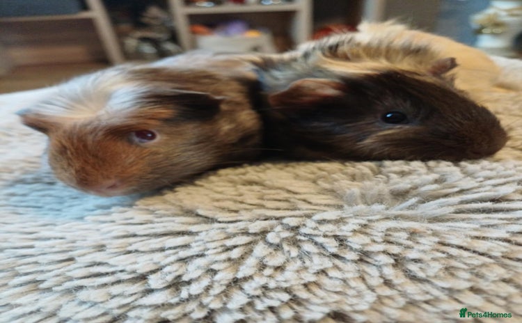 Guinea Pig rodents 2 gorgeous baby guinea pigs - Advert 13