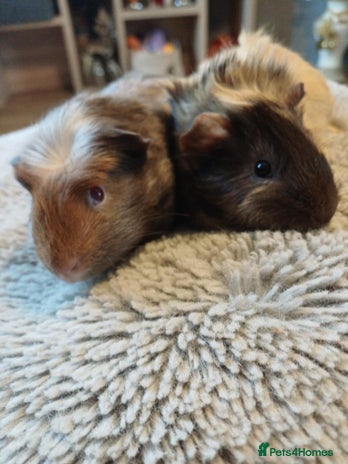 Guinea Pig rodents 2 gorgeous baby guinea pigs - Advert 13