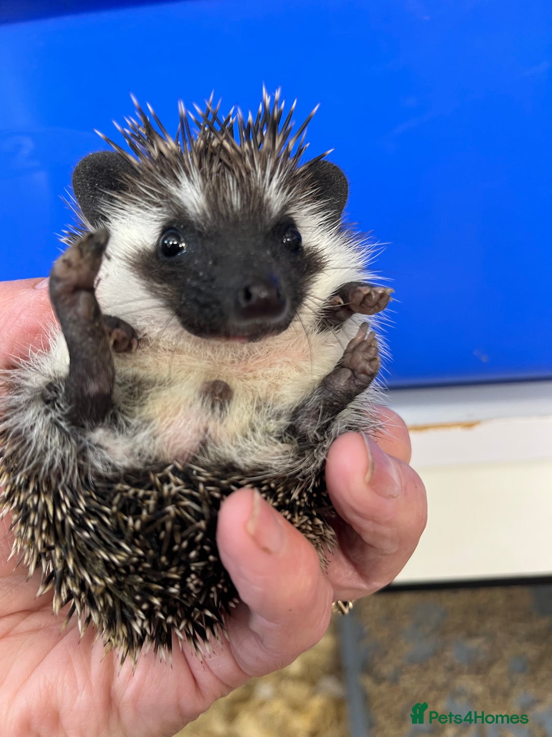 Pygmy Hedgehog rodents for sale: Baby African pygmy hedgehog babies ready now  - Image 7