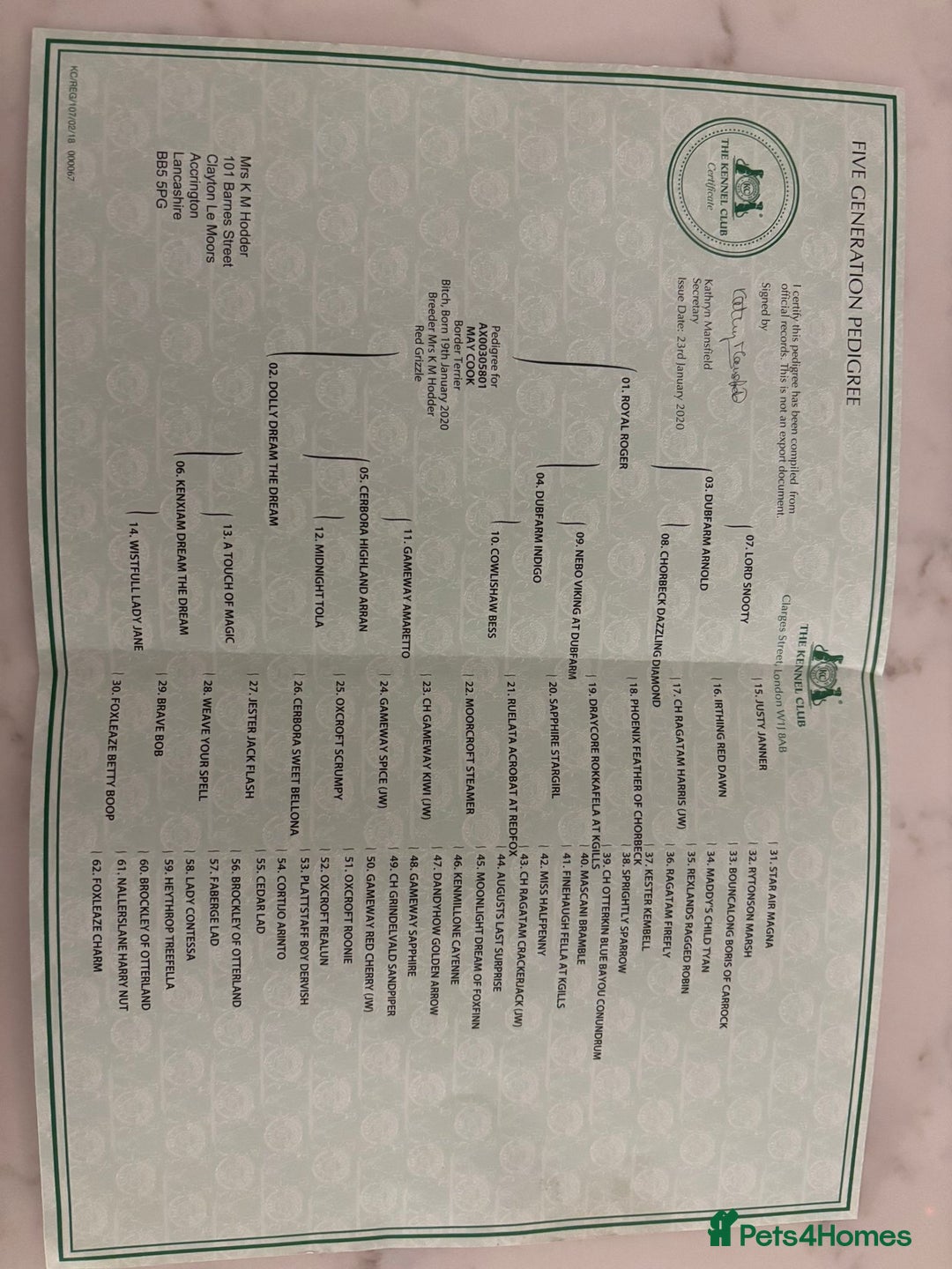 Border Terrier dogs for sale: Border terrier pups  - Advert 9