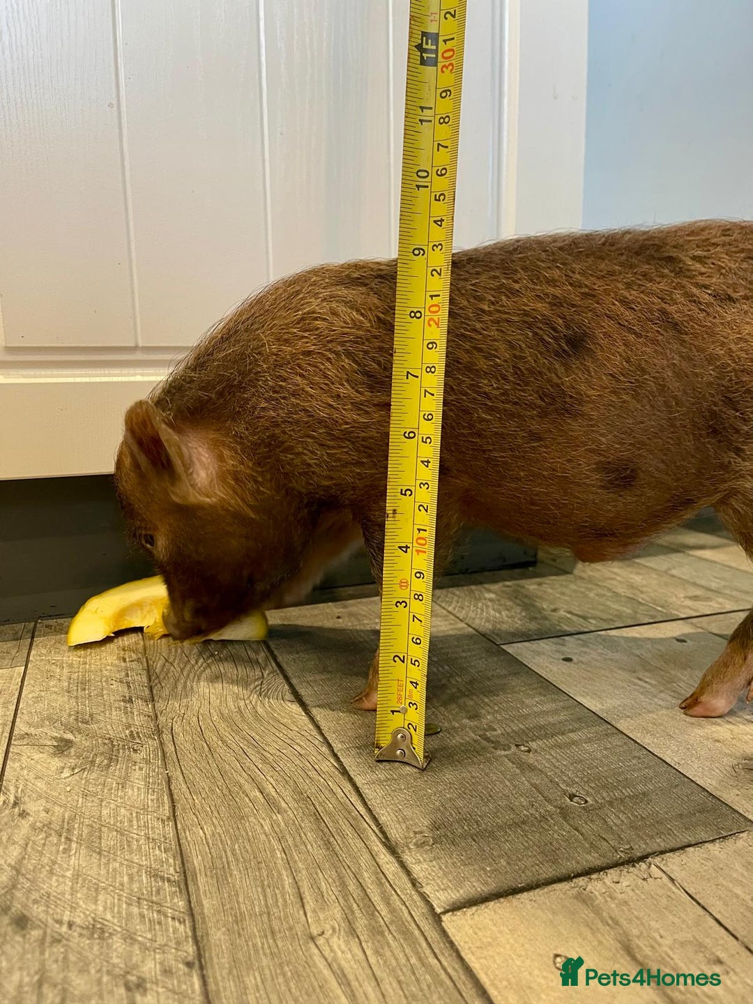 Pig livestock for sale: Real life miniture Richard ham micro pig  - Advert 5