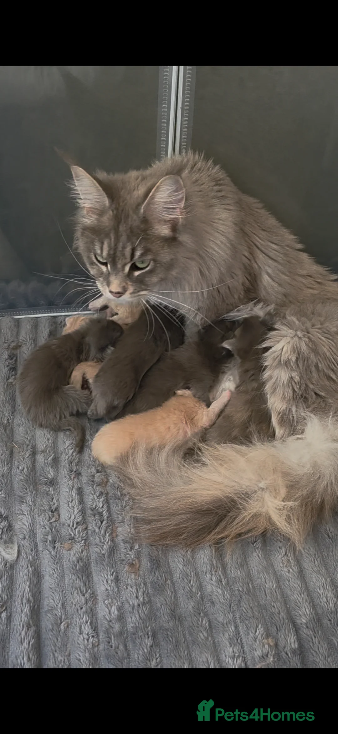 Maine Coon cats for sale: Maine coon pedigree kittens  - Advert 6