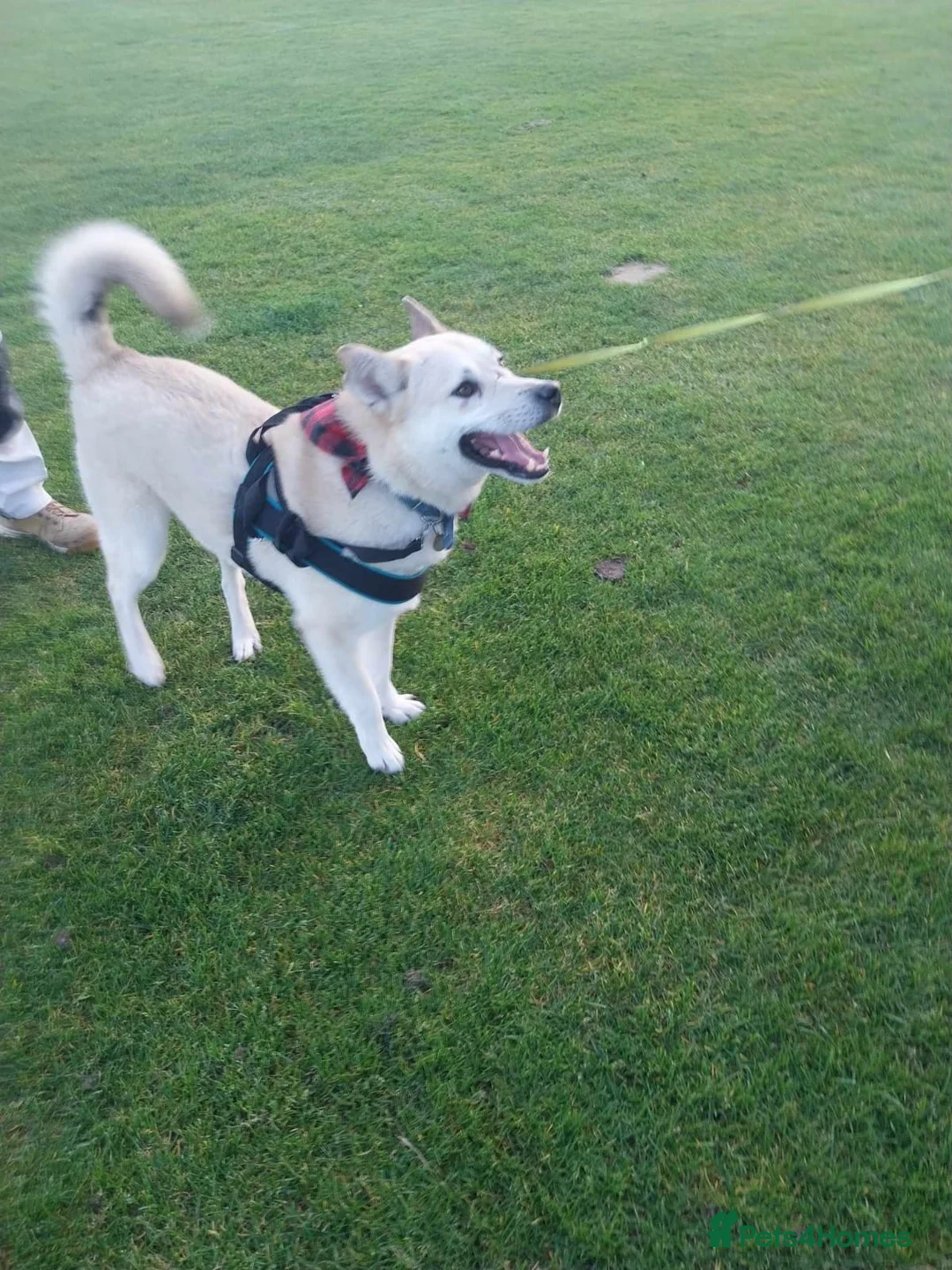 Mixed Breed dogs for adoption: Handsome Fivos Huskey X Shepherd in Norwich - Advert 14