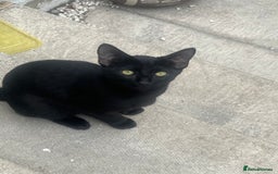 Siamese cats for sale: Siamese cross breeds  - Image 9