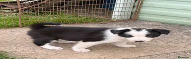 Border Collie 6