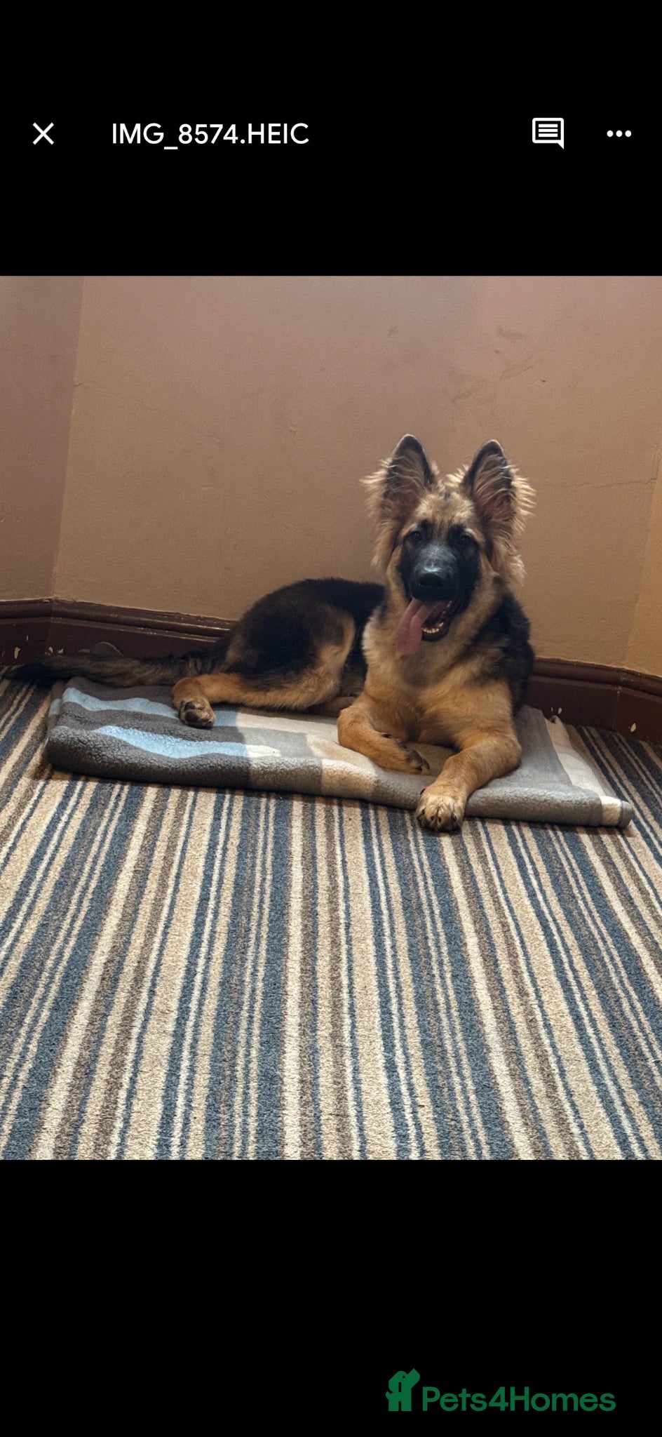 German Shepherd dogs 22 week old gsd for sale  - Advert 3