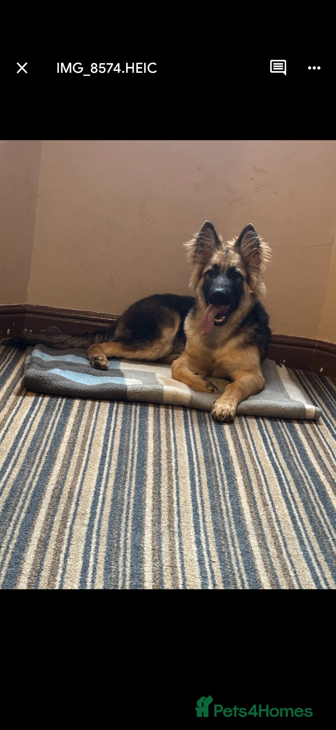 German Shepherd dogs for sale: 22 week old gsd for sale  - Advert 1