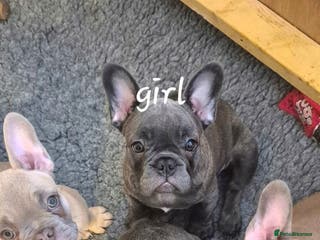 French Bulldog dogs French Bulldogs - Advert 12