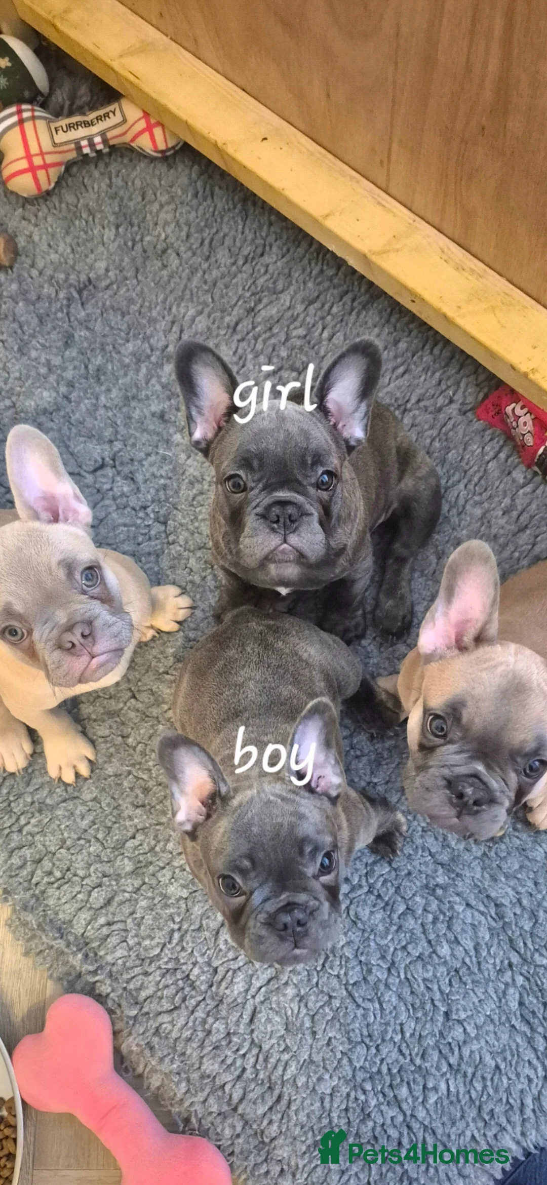French Bulldog dogs for sale: French Bulldogs  - Advert 1