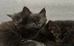 Domestic Shorthair cats for sale: Beautiful confident kittens - Image 2
