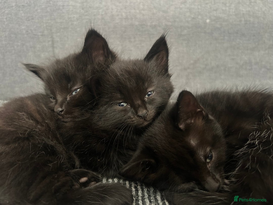 Domestic Shorthair cats for sale: Beautiful confident kittens - Image 2