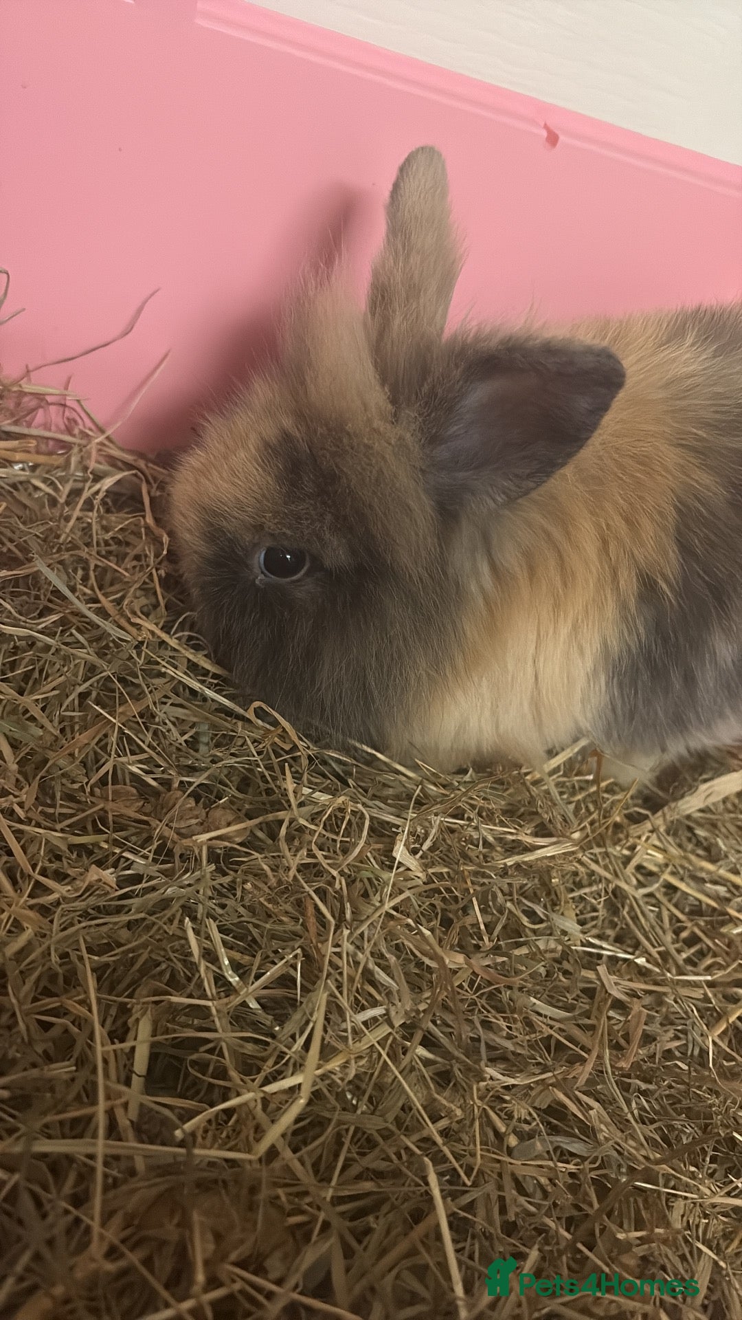 Lionhead rabbits Two beautiful lion head bunnies for sale  - Advert 5