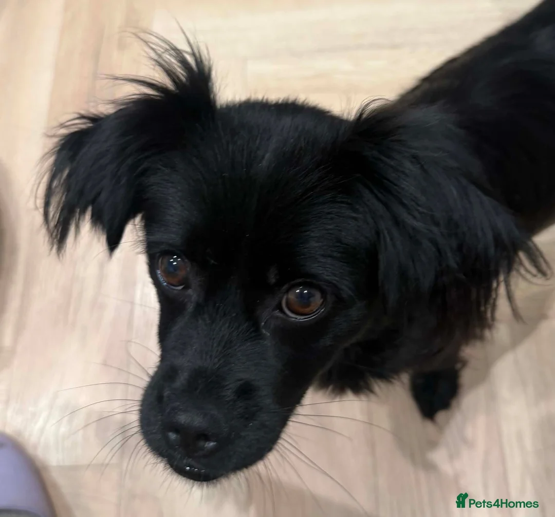 Mixed Breed dogs for adoption: Meet Raisan - Advert 2