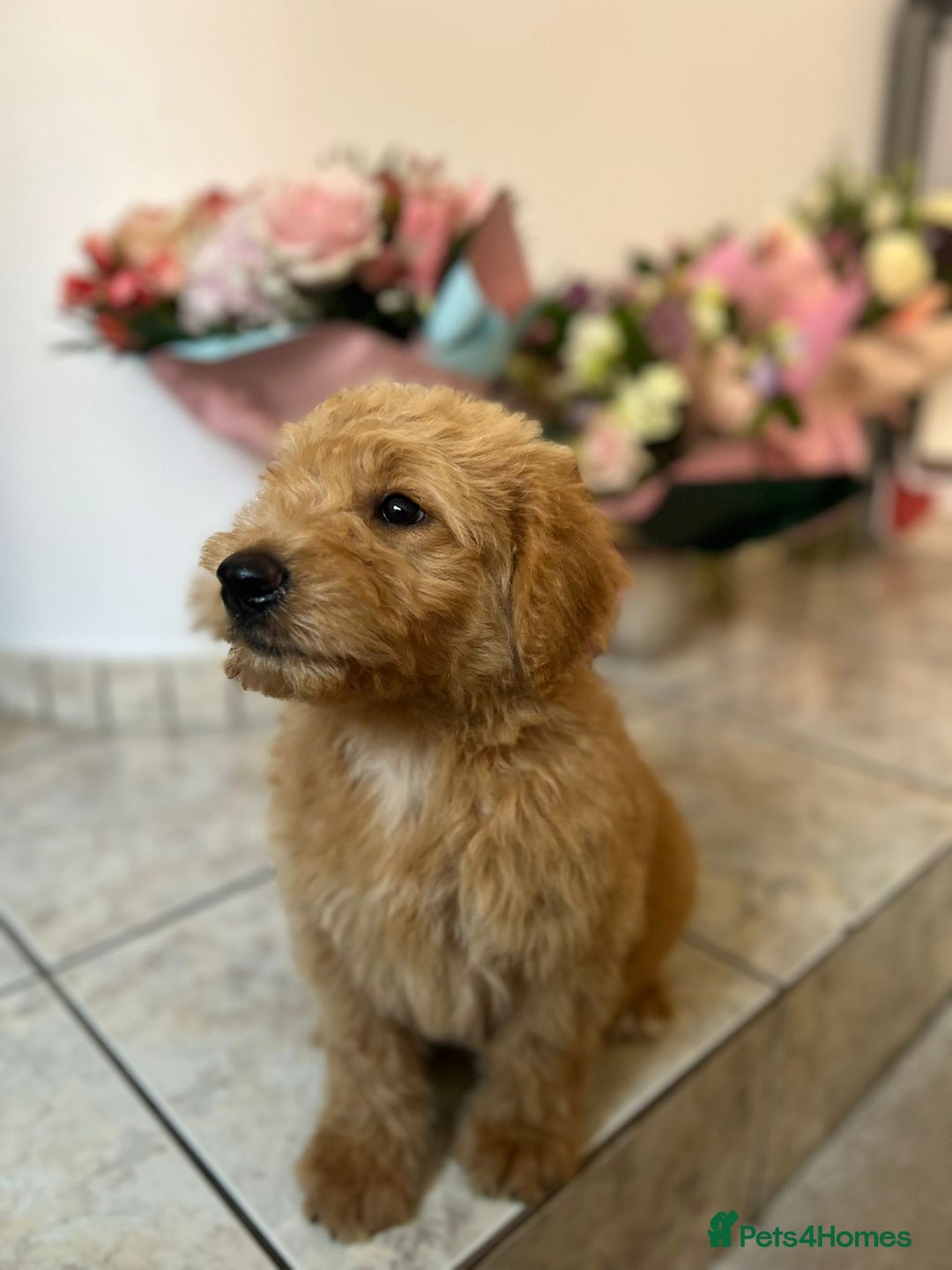 Goldendoodle dogs for sale: Goldendoodle Puppies–Ready for Their Forever Homes - Image 16